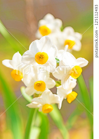 Flowers around the house - various seasons - the white fairy of early spring - white daffodils have bloomed 125112493