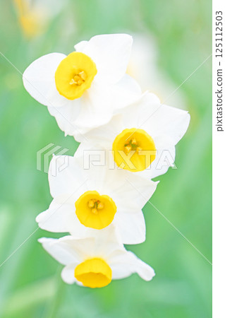 房子周圍鮮花盛開-各個季節-早春的白色仙女-白色的水仙花已經綻放 125112503