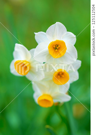 Flowers around the house - various seasons - the white fairy of early spring - white daffodils have bloomed 125112504