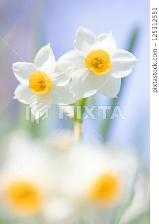 Flowers around the house - various seasons - the white fairy of early spring - white daffodils have bloomed Flowers around the house - various seasons - the white fairy of early spring - white daffodils have bloomed 125112551