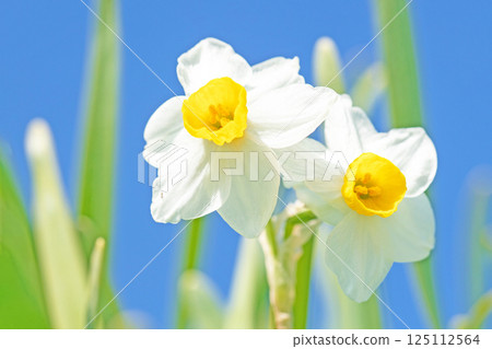 房子周圍鮮花盛開-各個季節-早春的白色仙女-白色的水仙花已經綻放 125112564