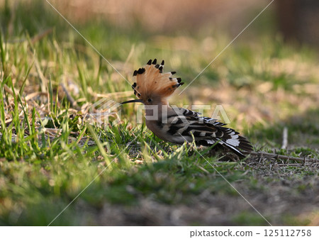 年輕女孩 125112758