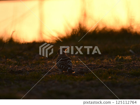 Young girls 125112764