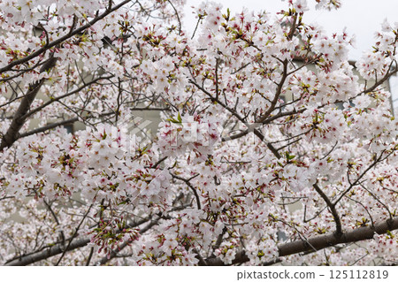 Cherry tree background Cherry tree background 125112819