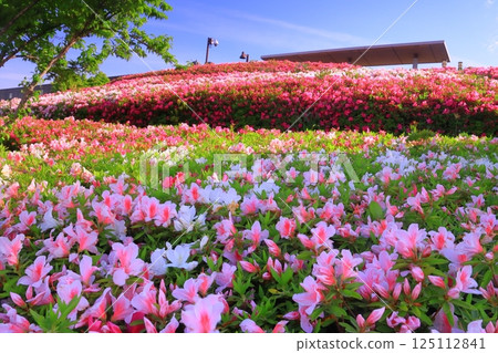 Azalea flowers blooming in the park at Itami Airport (Itami City, Hyogo Prefecture) 125112841