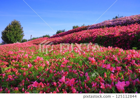 Azalea flowers blooming in the park at Itami Airport (Itami City, Hyogo Prefecture) 125112844