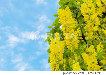 Blue sky, white clouds and wisteria in full bloom Blue sky, white clouds and wisteria in full bloom 125112940