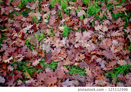 Autumn leaves Fallen leaves Fallen leaves Autumn leaves Fallen leaves Fallen leaves 125112996