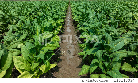 Tobacco fields plantation farmland, Green leaves tobacco plant in the field, Tobacco field in rural agricultural crop, Aerial view Tobacco fields plantation farmland, Green leaves tobacco plant in the field, Tobacco field in rural agricultural crop, Aerial view 125113054