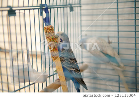 Budgerigars Feeding on Millet Stick Inside a Metal Cage 125113304