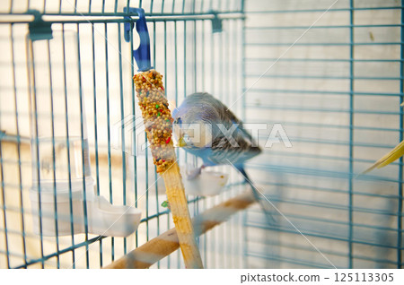 Colorful Parakeet Feeding on Seeds in a Wire Birdcage Colorful Parakeet Feeding on Seeds in a Wire Birdcage 125113305