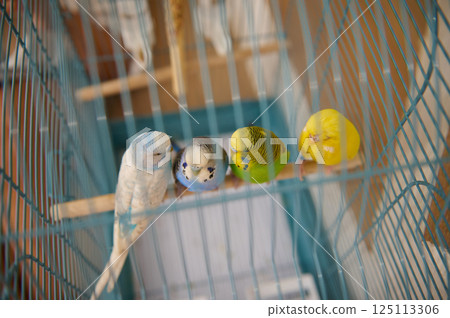 Colorful Parakeets on Perch Inside Cage with Vibrant Blue and Yellow Feathers 125113306