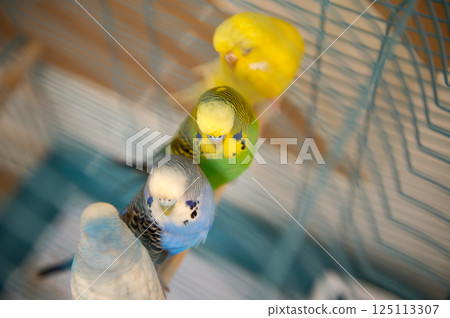 Close-Up of Colorful Parakeets Perched in a Cage 125113307