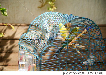 Colorful Parakeets Resting Inside a Blue Cage with Food Sticks 125113308