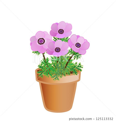 Anemone flowerpot illustration 125113332