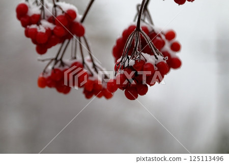 Ripe red viburnum berries covered with snow. Ripe red viburnum berries covered with snow. 125113496
