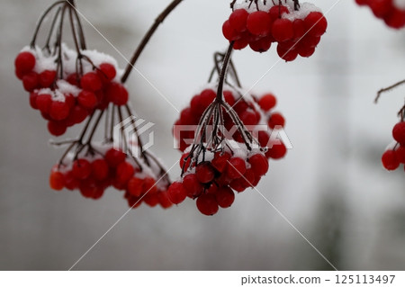 Ripe red viburnum berries covered with snow. Ripe red viburnum berries covered with snow. 125113497