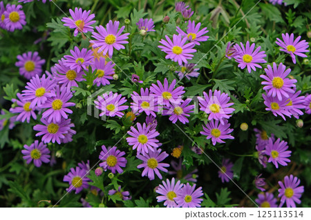Purple daisy (Brachyscome iberidifolia) blooming Purple daisy (Brachyscome iberidifolia) blooming 125113514
