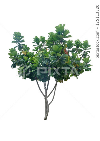 ficus lirata tree 125113520