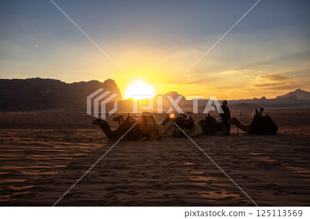 Dromedaries resting in the sand of wadi rum desert at sunset with a bedouin admiring the landscape 125113569