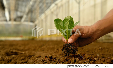 Hand planting a leafy green vegetable seedling into the earth. Eco-friendly and care for the earth concept 125113778