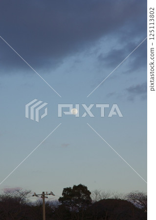 種鬆山公園西庭:臘梅時節、晚景 種鬆山公園西庭:臘梅時節、晚景 125113802