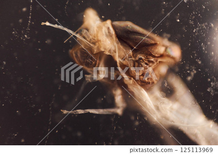 Fly insect is under the microscope. Close up view Fly insect is under the microscope. Close up view 125113969