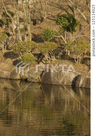 Tanematsuyama, Kingfisher pond, evening view, wintersweet season 125114025