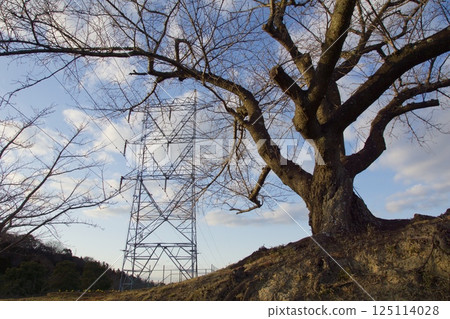 種鬆山公園西庭晚景 臘梅時節 125114028