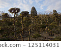 Tanematsuyama Park West Garden Evening Scene Wintersweet Season 125114031