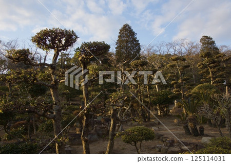 Tanematsuyama Park West Garden Evening Scene Wintersweet Season 125114031