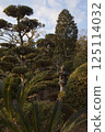 Tanematsuyama Park West Garden Evening Scene Wintersweet Season 125114032