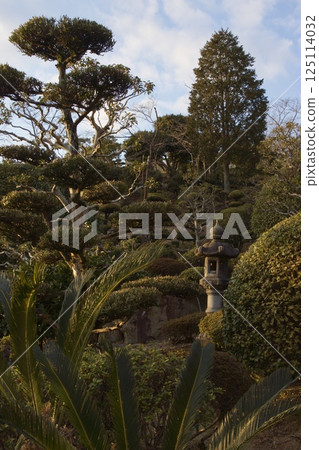 Tanematsuyama Park West Garden Evening Scene Wintersweet Season Tanematsuyama Park West Garden Evening Scene Wintersweet Season 125114032