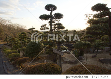 種鬆山公園西庭晚景 臘梅時節 125114033