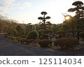 Tanematsuyama Park West Garden Evening Scene Wintersweet Season 125114034