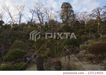 Tanematsuyama Park West Garden Evening Scene Wintersweet Season Tanematsuyama Park West Garden Evening Scene Wintersweet Season 125114035
