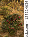 Tanematsuyama Park West Garden Evening Scene Wintersweet Season 125114036
