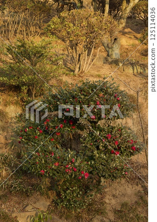 Tanematsuyama Park West Garden Evening Scene Wintersweet Season 125114036