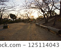 Tanematsuyama Park West Garden Evening Scene Wintersweet Season 125114043