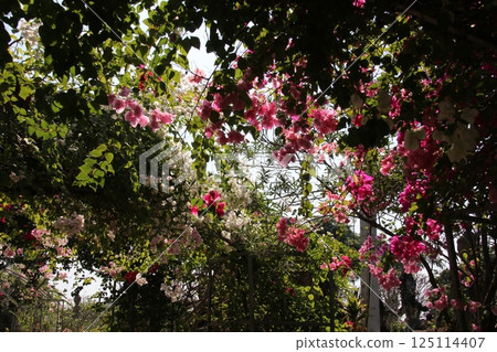 三角梅 三角梅 125114407