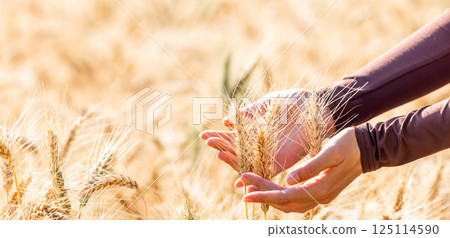 Woman in the field touching wheat ears by hand, Harvest agriculture, Woman hand golden ears of wheat harvest, Woman in barley field, Hand touching ears of wheat on field. 125114590