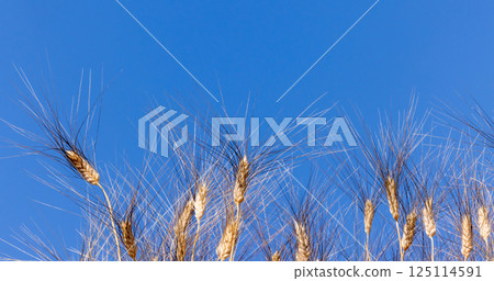 Wheat field agriculture with blue sky background, Wheat ears field in summer, Golden ears of wheat and blue sky, Barley field in summer, Barley agriculture background. 125114591