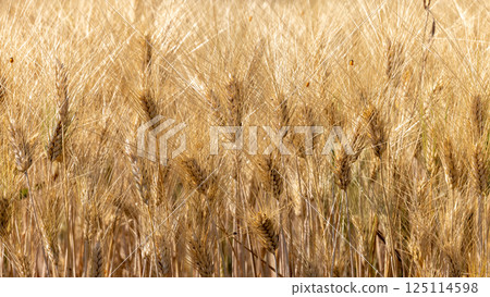 Wheat field agriculture with blue sky background, Wheat ears field in summer, Golden ears of wheat and blue sky, Barley field in summer, Barley agriculture background. 125114598