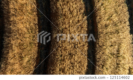 Top view wheat field agriculture texture and background, Wheat ears field in summer, Golden ears of wheat, Barley field in summer, Barley field agriculture texture background. Top view wheat field agriculture texture and background, Wheat ears field in summer, Golden ears of wheat, Barley field in summer, Barley field agriculture texture background. 125114602