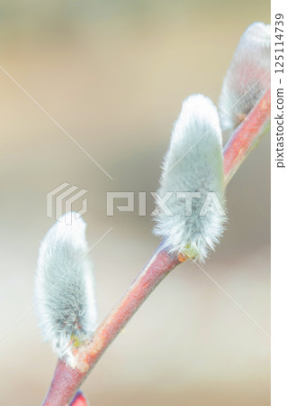 屋周圍鮮花盛開，四季各有不同。初春的柳樹在清晨的陽光下閃閃發光，預示著春天的到來。 125114739