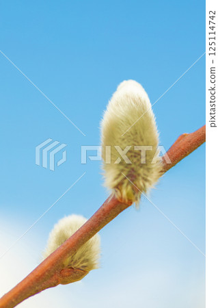 Flowers around the house, various in the four seasons. Pussy willows shining in the early spring morning sun, heralding the coming of spring. 125114742