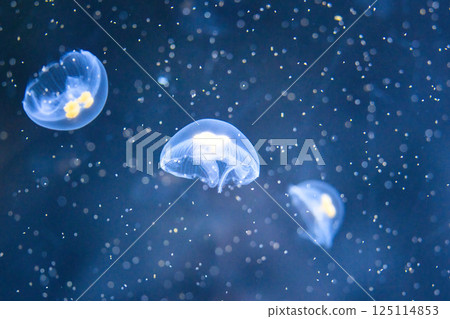 Small jellyfish floating in the water of an aquarium 125114853