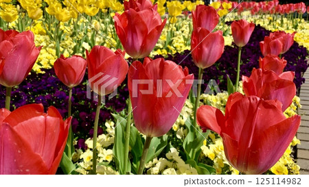 Flower beds decorated with blooming tulips and pansies (Anjo Industrial and Cultural Park Denpark/Anjo City, Aichi Prefecture) 125114982