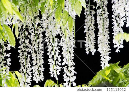White wisteria flowers emerging from the darkness 125115032