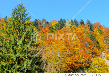 Beautiful orange and red autumn forest, many trees on the hills. 125115199